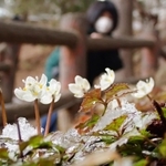 雪が残る山上に花を咲かせた真っ白なバイカオウレン＝神戸市灘区、六甲高山植物園