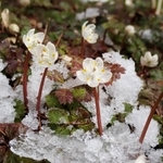 雪が残る山上で咲くバイカオウレン＝２１日午後、神戸市灘区六甲山町北六甲、六甲高山植物園