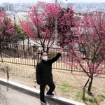 きれいな紅色に咲いた「大盃」をめでる堤健さん。高台にあるため、花の背景に東灘区の街並みが見渡せるのも岡本梅林公園の特徴という＝２月中旬、神戸市東灘区岡本６