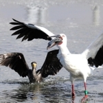 水深が浅くなったため池で魚を食べるコウノトリ＝１月１９日、明石市大久保町西島、大池（いなみ野ため池ミュージアム運営協議会提供、圓山嗣夫さん撮影）