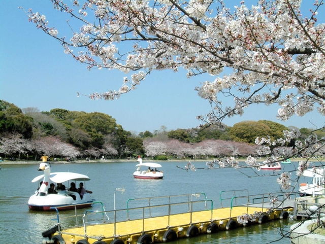 県立明石公園内の剛ノ池を遊覧するボート。５日から一律９００円に値上げされる＝明石市明石公園（県園芸・公園協会提供）