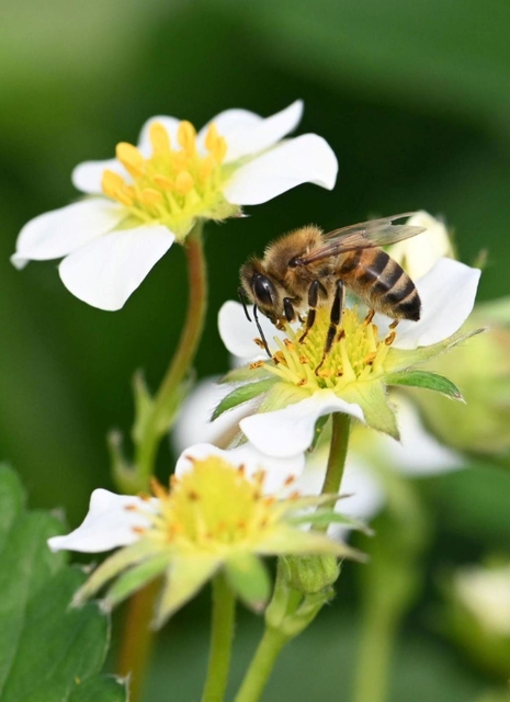 イチゴの花粉を運ぶミツバチ＝５日午前、神戸市北区有野町二郎