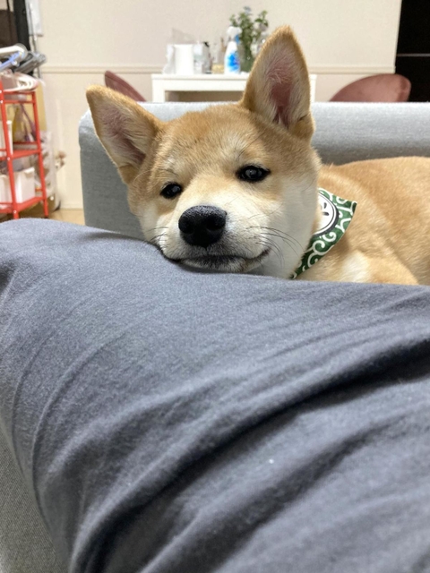 体調が回復してからは愛犬に癒やされた