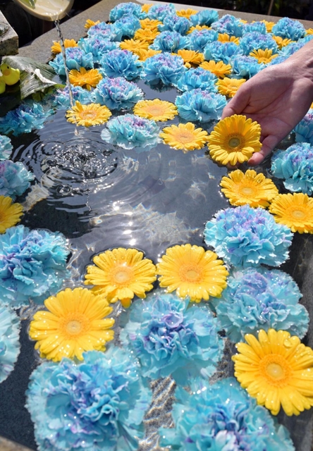 ウクライナに平和が訪れることを願い青と黄色の花が浮かべられた手水舎＝加西市尾崎町、多聞寺