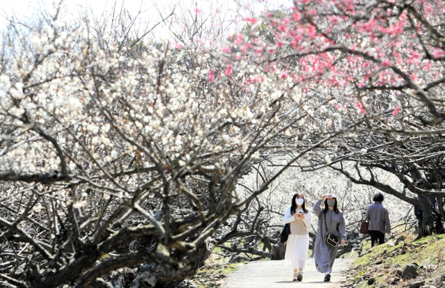 見頃を迎えた綾部山梅林。来場客が春の陽気と甘い香りを楽しむ＝１４日午後、兵庫県たつの市御津町黒崎