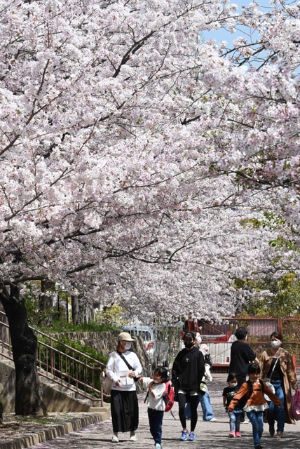 写真は昨年４月、サクラの満開を迎えた神戸・王子公園＝神戸市灘区