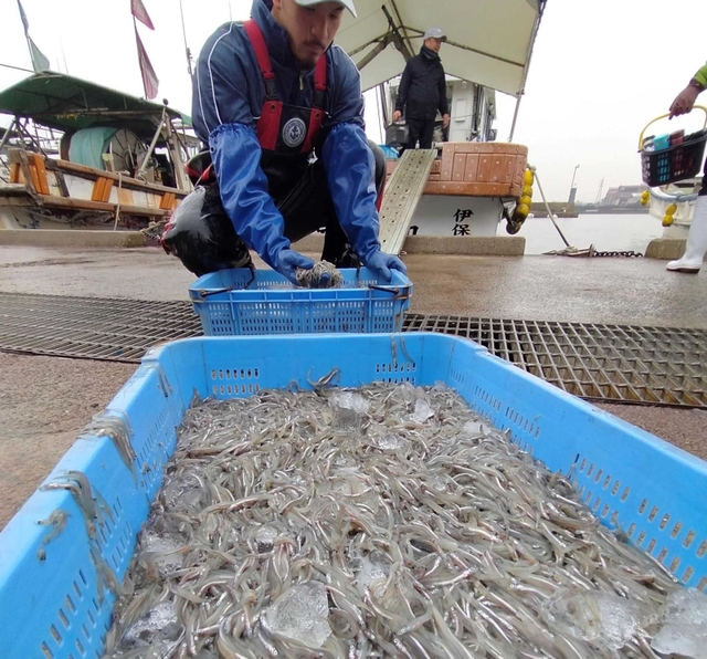 水揚げされたイカナゴのシンコ＝１日午前、高砂市高須、伊保港（撮影・笠原次郎）