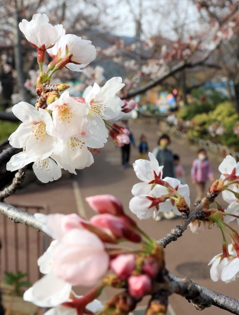 一気に開花が進んだ王子動物園のソメイヨシノ＝２５日午後、神戸市灘区王子町３（撮影・吉田敦史）