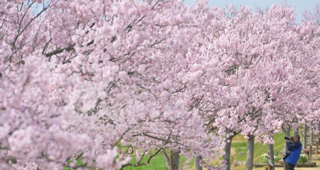 鮮やかなピンクの花が映える「おの桜づつみ回廊」のエドヒガン＝小野市古川町