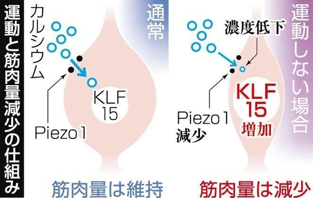 神戸新聞ＮＥＸＴ