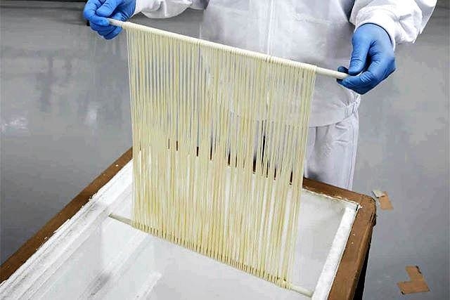 揖保乃糸の「小引き工程」の手作業（県手延素麺協同組合提供）