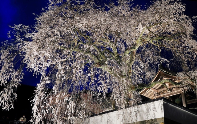ライトアップされた大イトザクラ＝佐用町漆野、光福寺