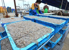 水揚げされたイカナゴのシンコ＝１日午前、神戸市垂水区平磯３、垂水漁港（撮影・鈴木雅之）