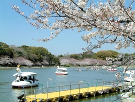 県立明石公園内の剛ノ池を遊覧するボート。５日から一律９００円に値上げされる＝明石市明石公園（県園芸・公園協会提供）