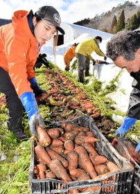地元農家と一緒にニンジンの収穫をする森本莉永さん（左）＝豊岡市但東町