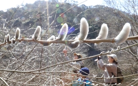 陽光に輝くネコヤナギ＝神戸市灘区六甲山町