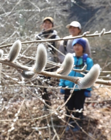 陽光に輝くネコヤナギ＝神戸市灘区六甲山町