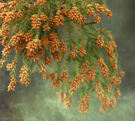 枝先の花から煙のように舞い立つスギ花粉（資料写真）