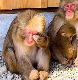 花粉症とみられる症状で目をこするニホンザル＝洲本市畑田組、淡路島モンキーセンター（同センター提供）