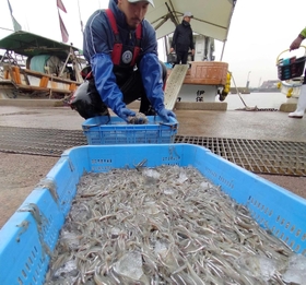 水揚げされたイカナゴのシンコ＝１日午前、高砂市高須、伊保港（撮影・笠原次郎）