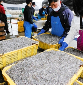水揚げされるイカナゴのシンコ＝姫路市白浜町、妻鹿漁港（撮影・大山伸一郎）