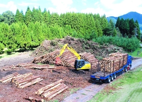 兵庫県の包括外部監査で債務超過の可能性が指摘された分収造林事業。存廃も含めて見直しを求められている＝朝来市内（ひょうご農林機構提供）