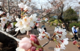 一気に開花が進んだ王子動物園のソメイヨシノ＝２５日午後、神戸市灘区王子町３（撮影・吉田敦史）