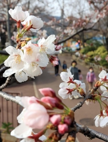 一気に開花が進んだ王子動物園のソメイヨシノ＝２５日午後、神戸市灘区王子町３（撮影・吉田敦史）