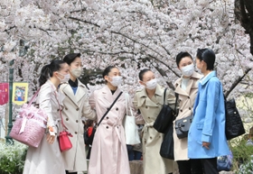 咲き誇る桜並木の下で、笑顔を浮かべる合格者＝３０日午前、宝塚市栄町１（撮影・斎藤雅志）