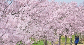 鮮やかなピンクの花が映える「おの桜づつみ回廊」のエドヒガン＝小野市古川町