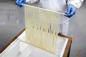 揖保乃糸の「小引き工程」の手作業（県手延素麺協同組合提供）