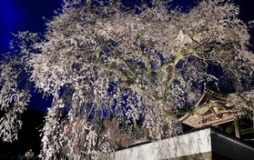 ライトアップされた大イトザクラ＝佐用町漆野、光福寺