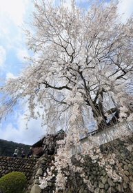 見頃を迎えた大イトザクラ＝兵庫県佐用町漆野、光福寺（撮影・鈴木雅之）