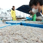 水揚げされたイカナゴのシンコ＝１日午前、神戸市垂水区平磯３、垂水漁港（撮影・鈴木雅之）