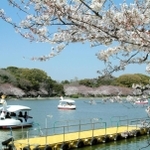 県立明石公園内の剛ノ池を遊覧するボート。５日から一律９００円に値上げされる＝明石市明石公園（県園芸・公園協会提供）