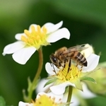 イチゴの花粉を運ぶミツバチ＝５日午前、神戸市北区有野町二郎