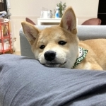 体調が回復してからは愛犬に癒やされた