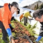 地元農家と一緒にニンジンの収穫をする森本莉永さん（左）＝豊岡市但東町