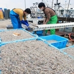 １日の解禁日に水揚げされたイカナゴのシンコ＝同日午前、神戸市垂水区平磯３、垂水漁港（撮影・鈴木雅之）