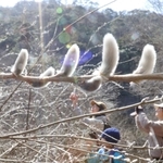 陽光に輝くネコヤナギ＝神戸市灘区六甲山町
