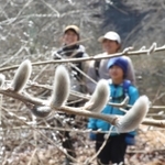 陽光に輝くネコヤナギ＝神戸市灘区六甲山町