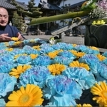 ウクライナに平和が訪れることを願い手水舎に浮かべられた青と黄色の花＝加西市尾崎町、多聞寺