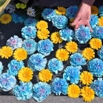 ウクライナの平和を願い国旗の色に合わせた青と黄色の花が浮かべられた手水舎＝加西市尾崎町、多聞寺