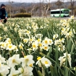 道沿いで爽やかに花を咲かせるニホンスイセン＝神戸市北区しあわせの村