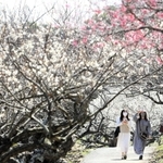 見頃を迎えた綾部山梅林。来場客が春の陽気と甘い香りを楽しむ＝１４日午後、兵庫県たつの市御津町黒崎