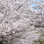 写真は昨年４月、サクラの満開を迎えた神戸・王子公園＝神戸市灘区