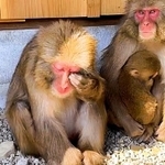 花粉症とみられる症状で目をこするニホンザル＝洲本市畑田組、淡路島モンキーセンター（同センター提供）
