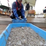 水揚げされたイカナゴのシンコ＝１日午前、高砂市高須、伊保港（撮影・笠原次郎）