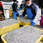 水揚げされるイカナゴのシンコ＝姫路市白浜町、妻鹿漁港（撮影・大山伸一郎）