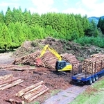 兵庫県の包括外部監査で債務超過の可能性が指摘された分収造林事業。存廃も含めて見直しを求められている＝朝来市内（ひょうご農林機構提供）